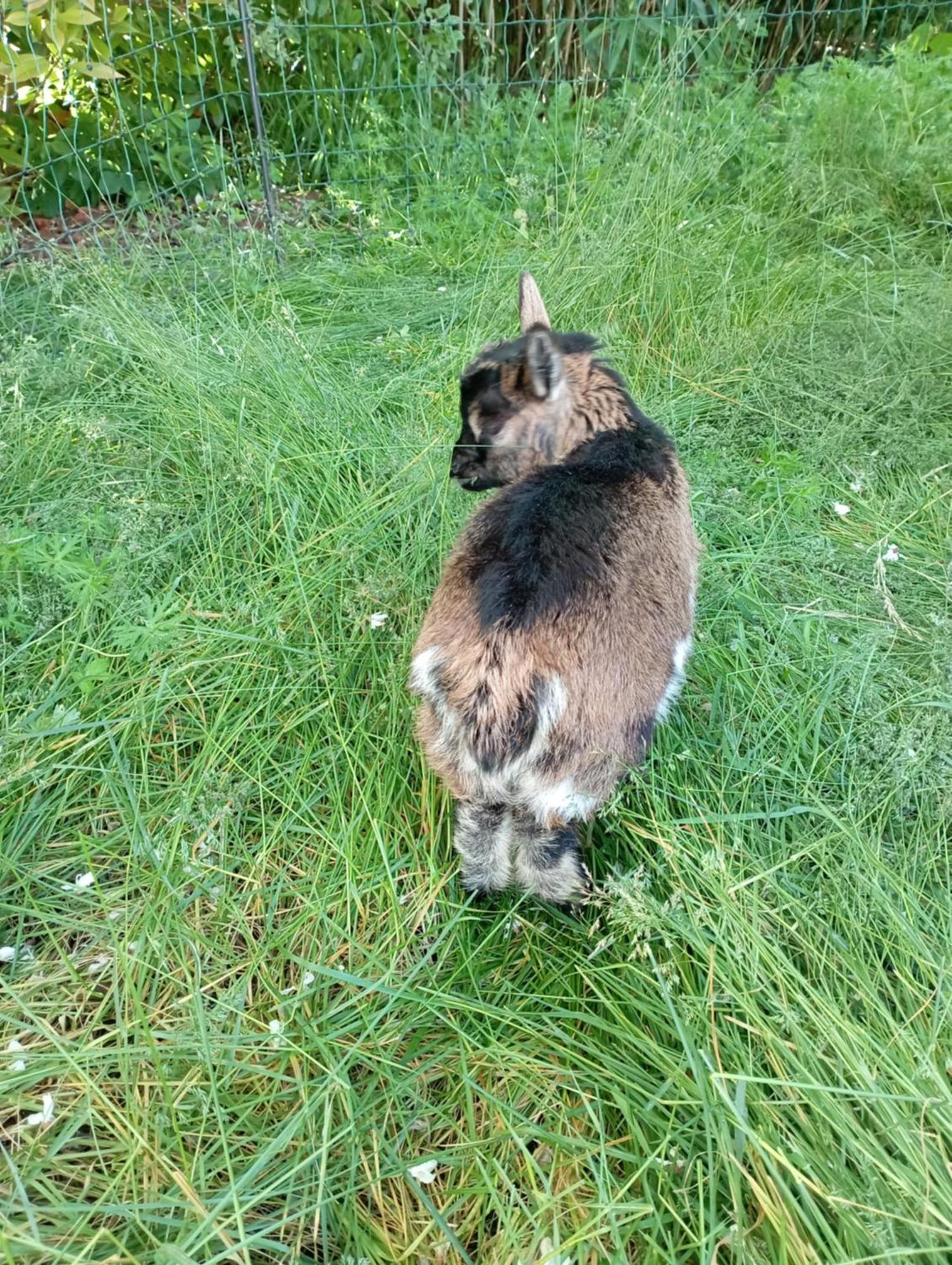 Le Chat Blanc Gite Versols-et-Lapeyre Exterior foto